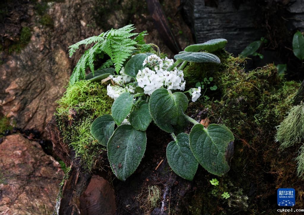 摄影师带你探访昆明植物园“扶荔宫”