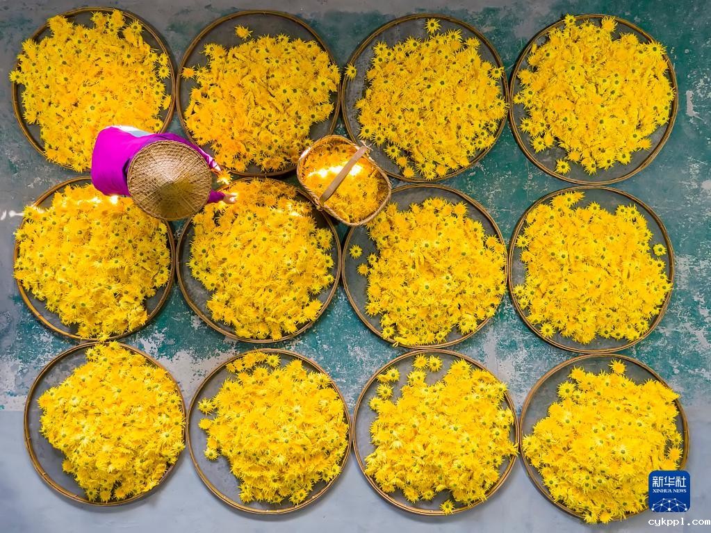 浙江淳安:菊花收获忙 浙江淳安:菊花收获忙