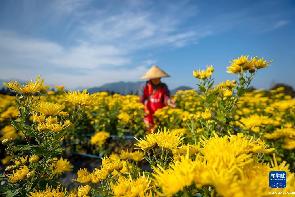 浙江淳安:菊花收获忙 浙江淳安:菊花收获忙