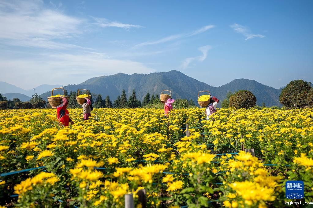浙江淳安:菊花收获忙 浙江淳安:菊花收获忙