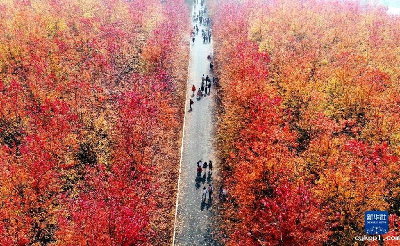 青岛：枫叶红了 乡村游“热”了