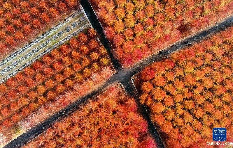 青岛：枫叶红了 乡村游“热”了