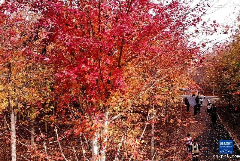 青岛：枫叶红了 乡村游“热”了