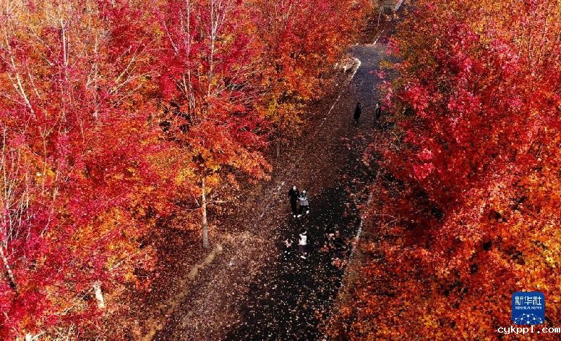 青岛：枫叶红了 乡村游“热”了