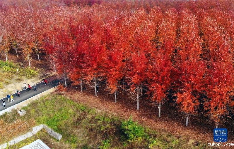 青岛：枫叶红了 乡村游“热”了