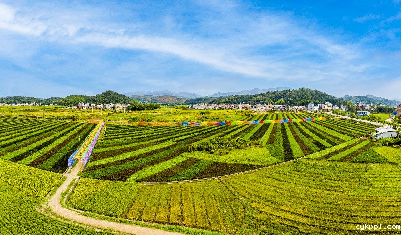 斑斓“五彩稻” 粮景“双丰收”