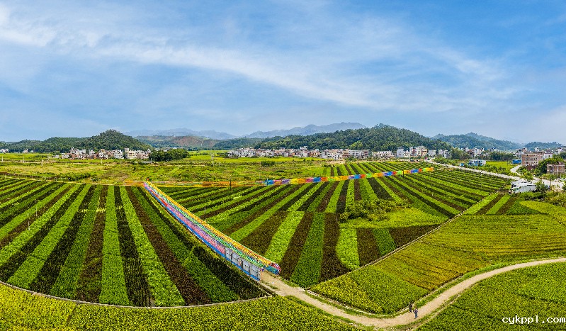 斑斓“五彩稻” 粮景“双丰收”
