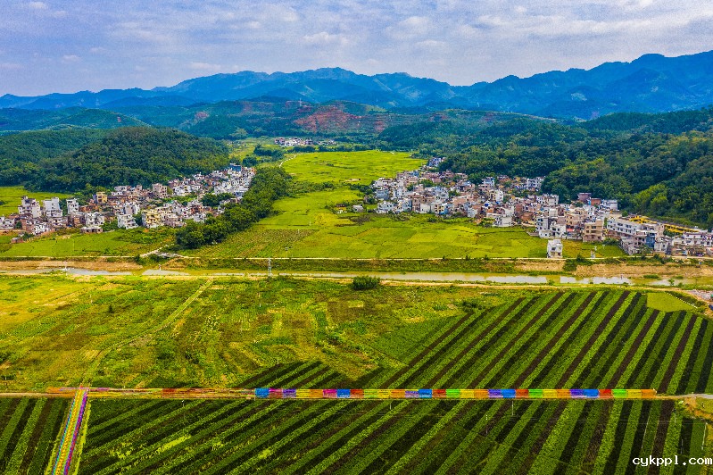 斑斓“五彩稻” 粮景“双丰收”