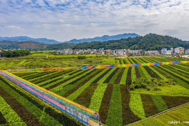 斑斓“五彩稻” 粮景“双丰收”