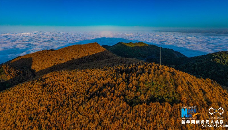 【“飞阅”中国】视觉盛宴！重庆梨子坪万亩落叶松染秋色