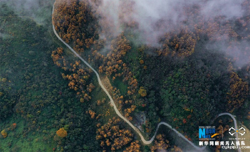【“飞阅”中国】视觉盛宴！重庆梨子坪万亩落叶松染秋色
