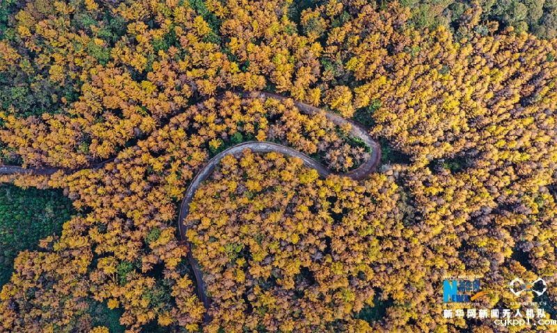 【“飞阅”中国】视觉盛宴！重庆梨子坪万亩落叶松染秋色