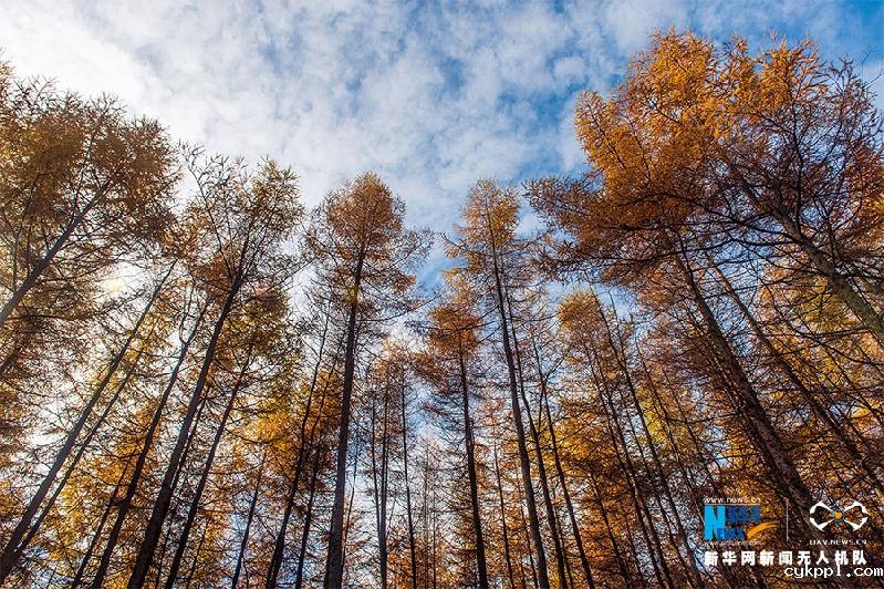 【“飞阅”中国】视觉盛宴！重庆梨子坪万亩落叶松染秋色