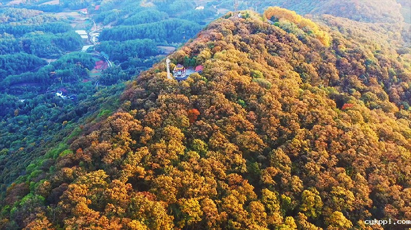 【“飞阅”中国】初冬玉泉山 千年古刹银杏飘黄