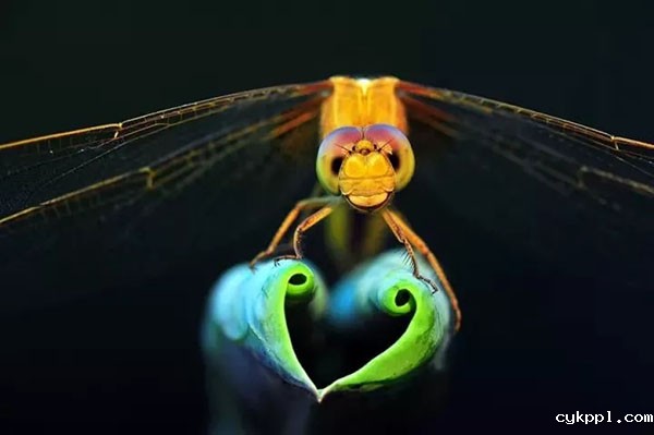 袁明辉 国际著名微距摄影师