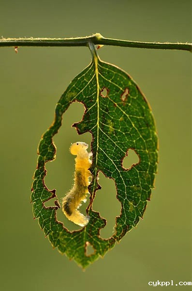 袁明辉 国际著名微距摄影师