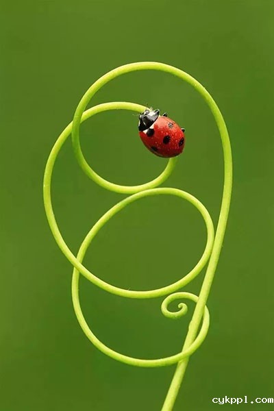 袁明辉 国际著名微距摄影师