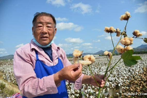 “候鸟”棉痴赵国忠