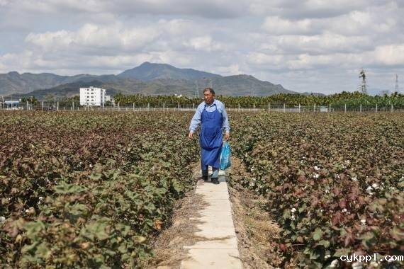 “候鸟”棉痴赵国忠