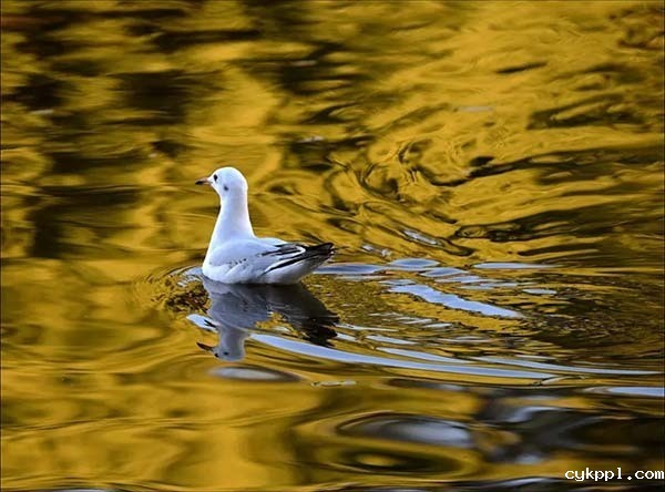 丁幼华 德艺双馨的摄影家