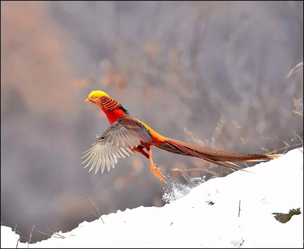 丁幼华 德艺双馨的摄影家