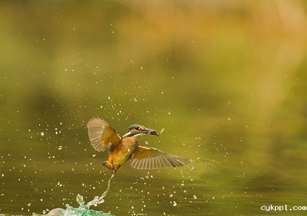 大山 国际著名鸟类摄影师