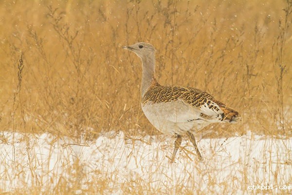 大山 国际著名鸟类摄影师