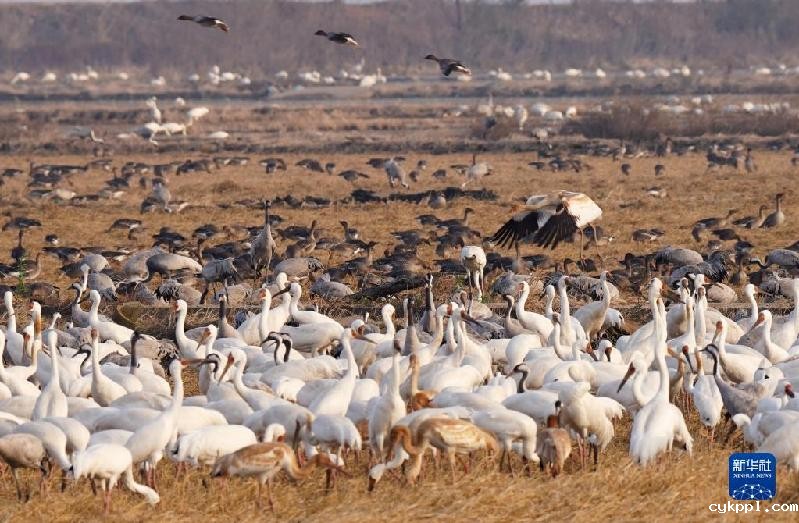 鄱阳湖畔的“候鸟食堂”