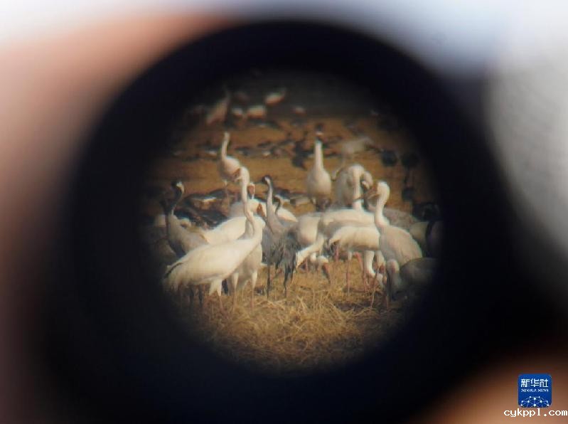 鄱阳湖畔的“候鸟食堂”