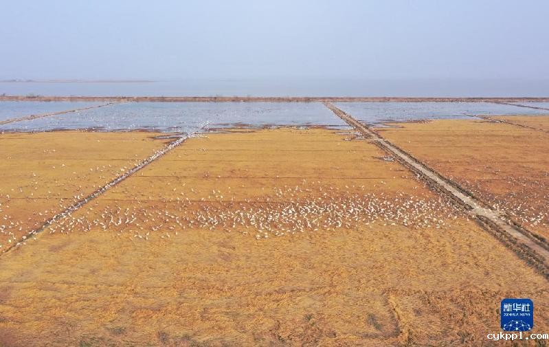鄱阳湖畔的“候鸟食堂”