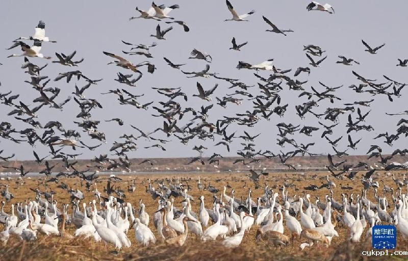 鄱阳湖畔的“候鸟食堂”