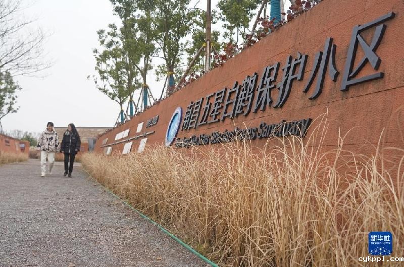 鄱阳湖畔的“候鸟食堂”