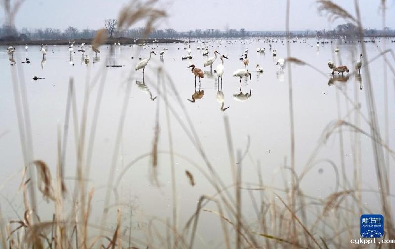 鄱阳湖畔的“候鸟食堂”