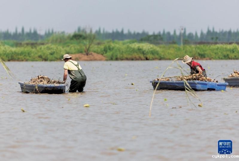 鄱阳湖畔的“候鸟食堂”
