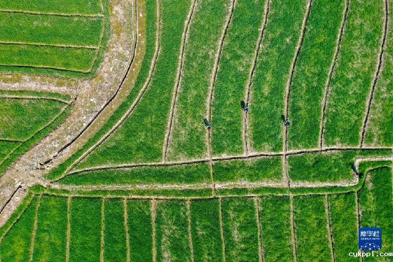 春天的“乐谱”