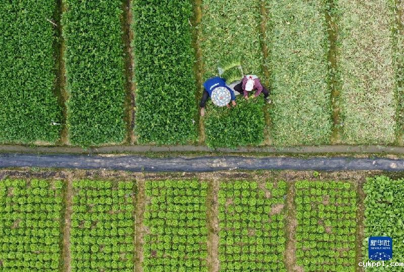 春天的“乐谱”