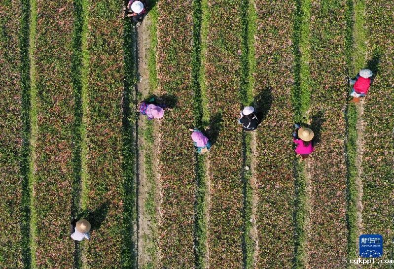 春天的“乐谱”