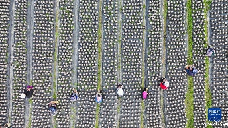 春天的“乐谱”