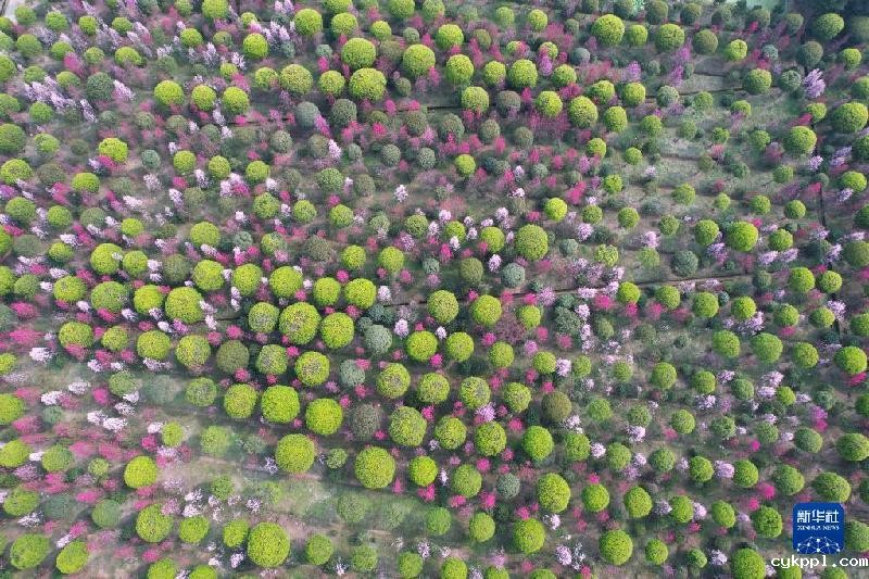 春天的“乐谱”