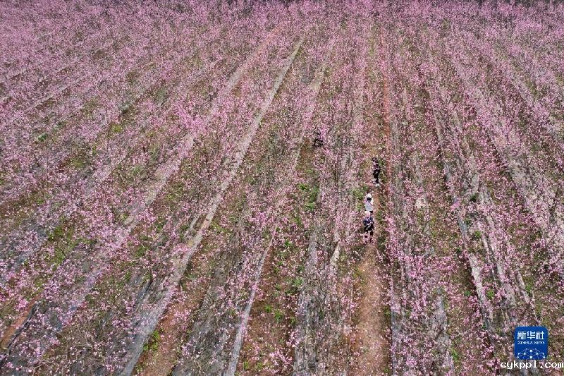 春天的“乐谱”