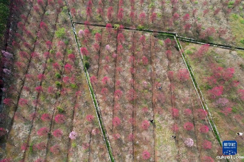 春天的“乐谱”