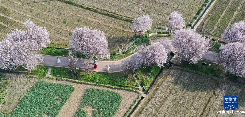 春天的“乐谱”