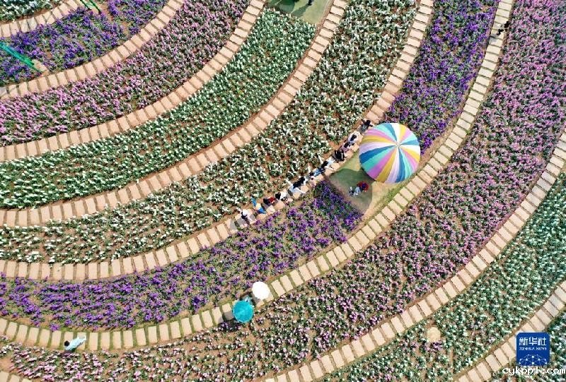 春天的“乐谱”