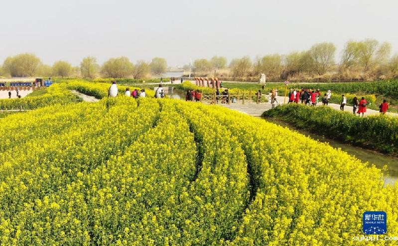 春天的“乐谱”