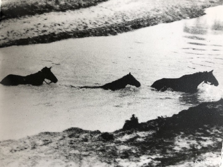 新华全媒+|他是军事家还是摄影师,用镜头记录下新四军烽火岁月