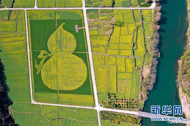 “葫芦”花海秀春光