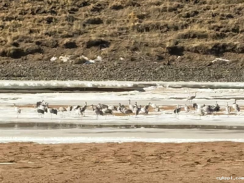 新华全媒+丨黄河源头18年再没有发生断流现象