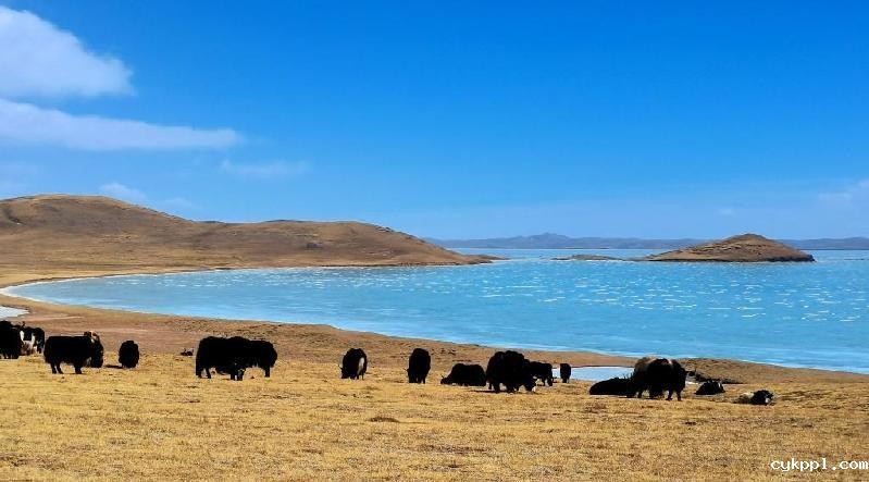 新华全媒+丨黄河源头18年再没有发生断流现象