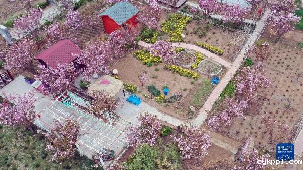 石家庄:樱花绽放赏春光