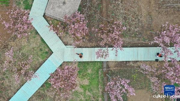 石家庄:樱花绽放赏春光